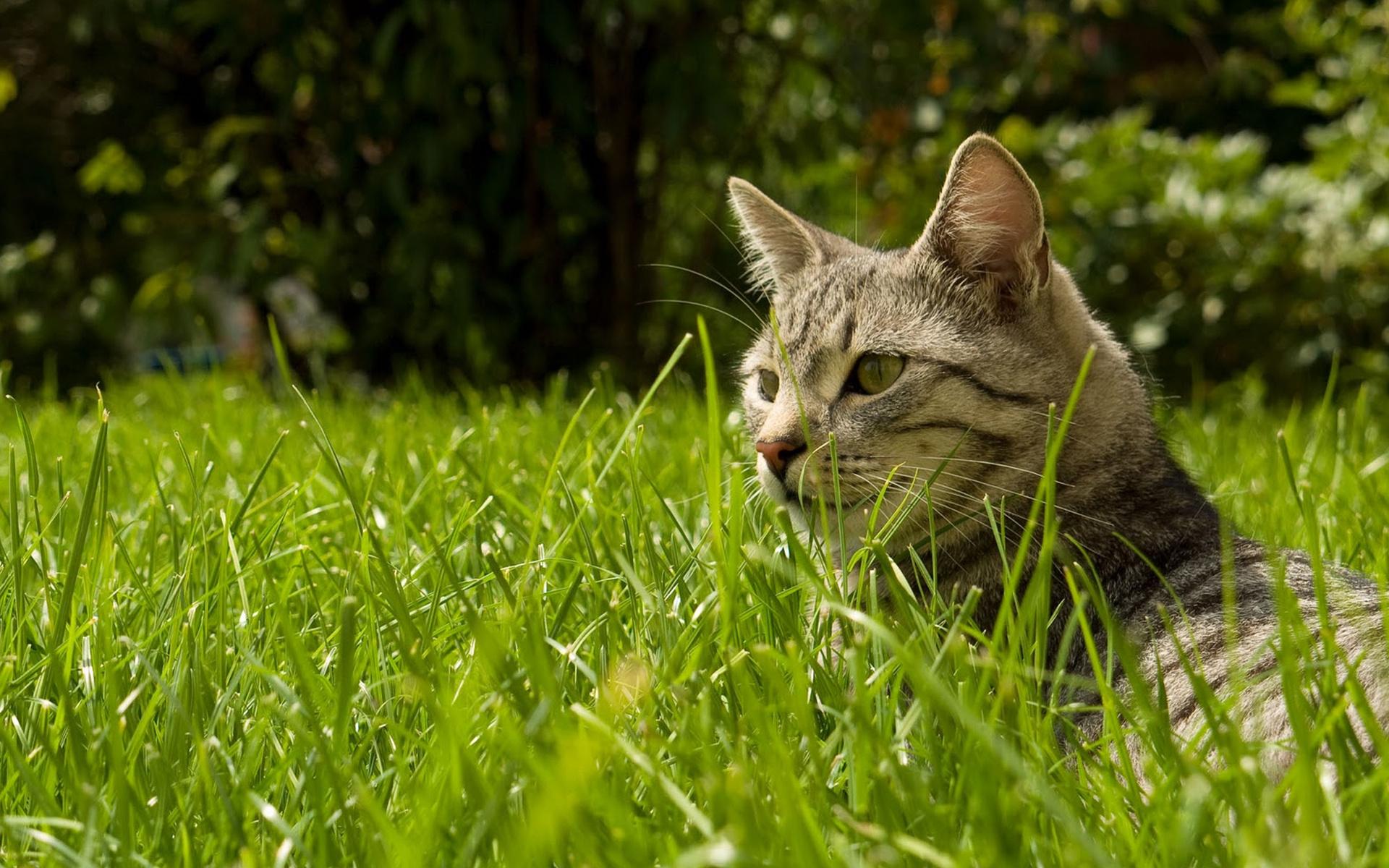 Кот, трава, поляна 1920x1200