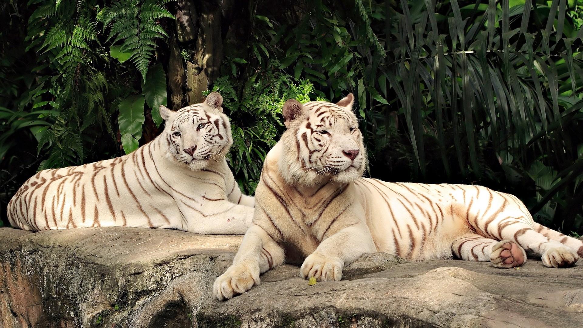Тигры, белые, кошки, пара 1920x1080