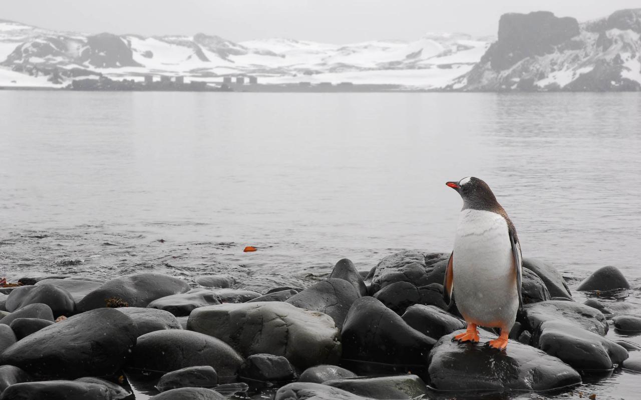 Море, горизонт, камни, пингвин, холод 1280x800