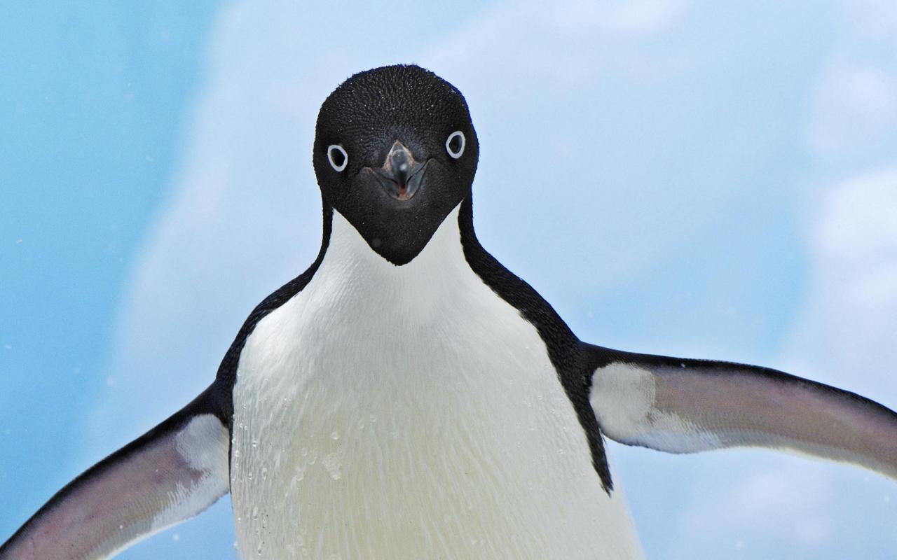 Радостный пингвин 1280x800