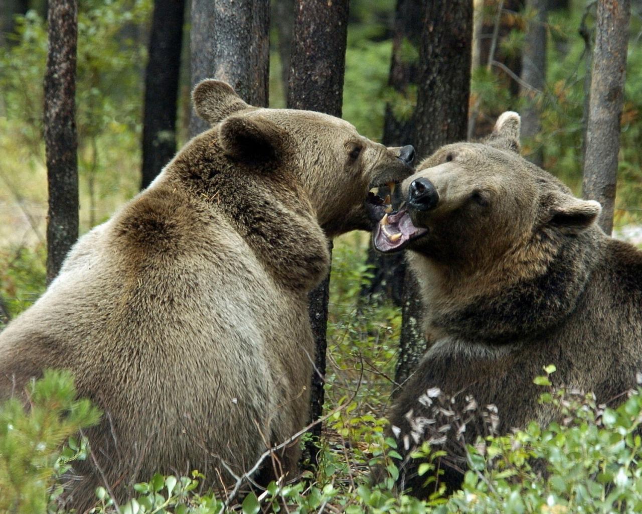 Медведи, лес, поцелуй 1280x1024