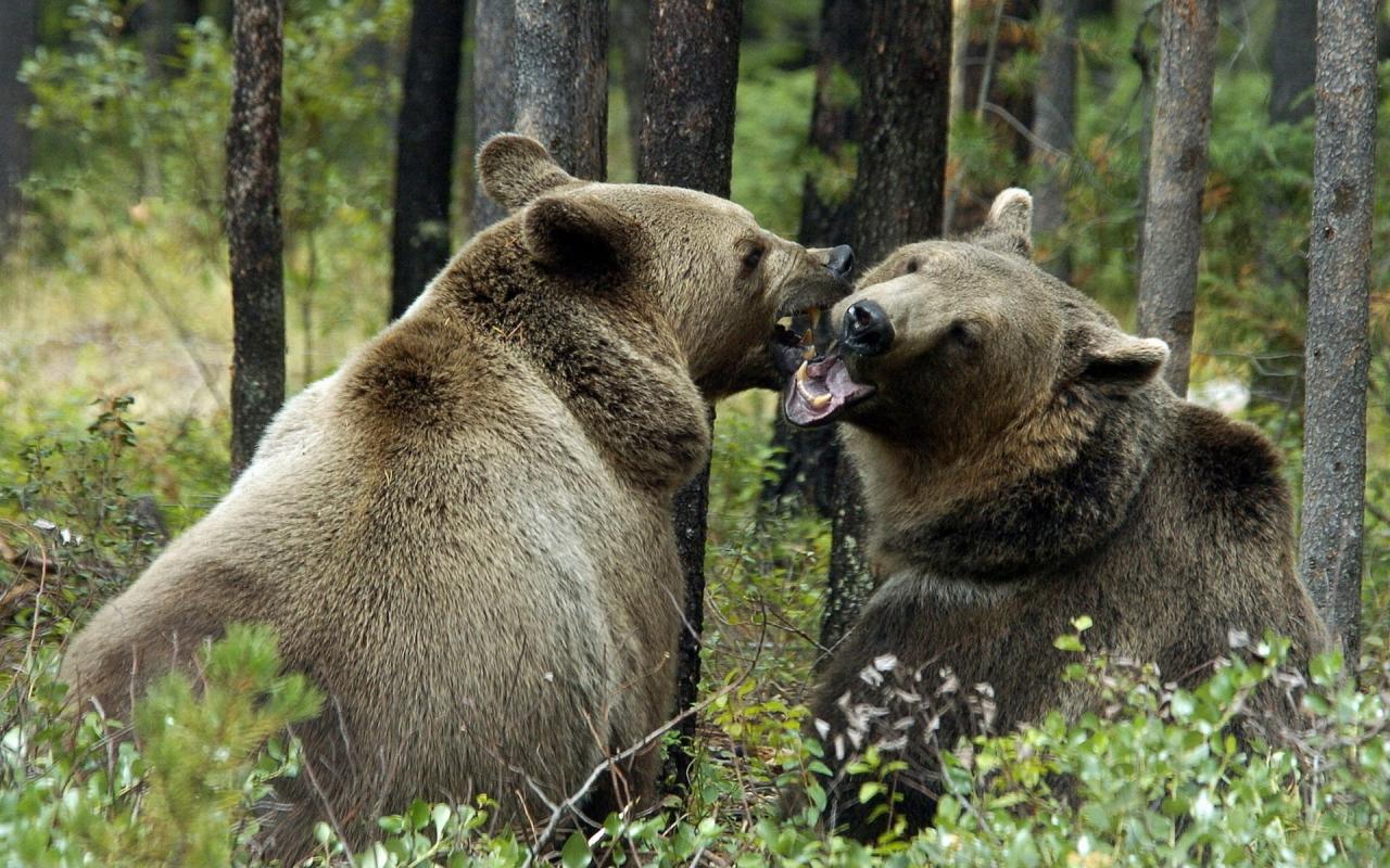 Медведи, лес, поцелуй 1280x800