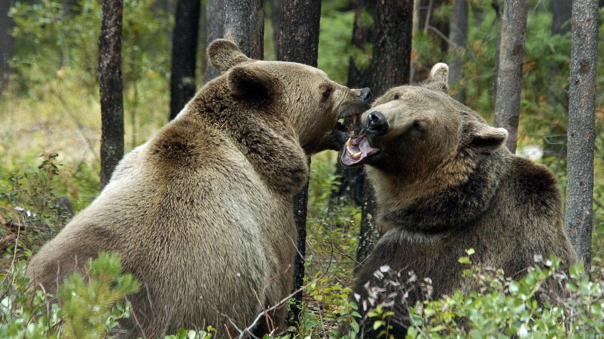 Медведи, лес, поцелуй 1920x1080