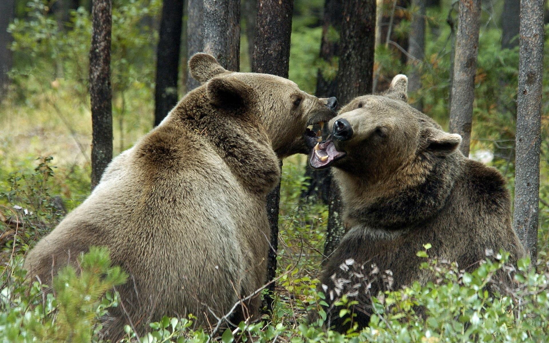 Медведи, лес, поцелуй 1920x1200