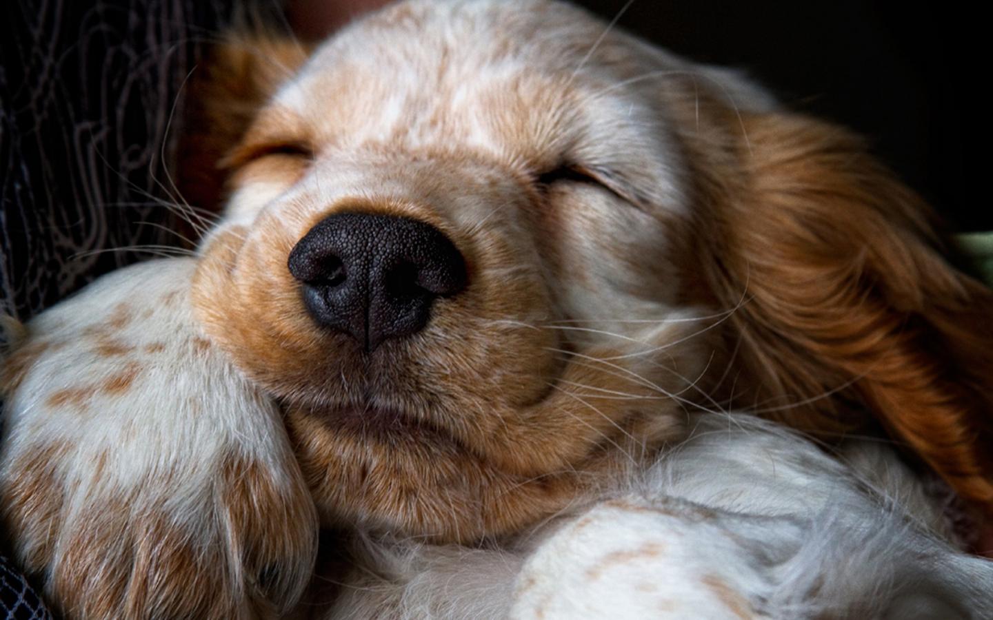 Спаниель, щенок, дрыхнет, соня, нос, шерсть, лапа 1440x900