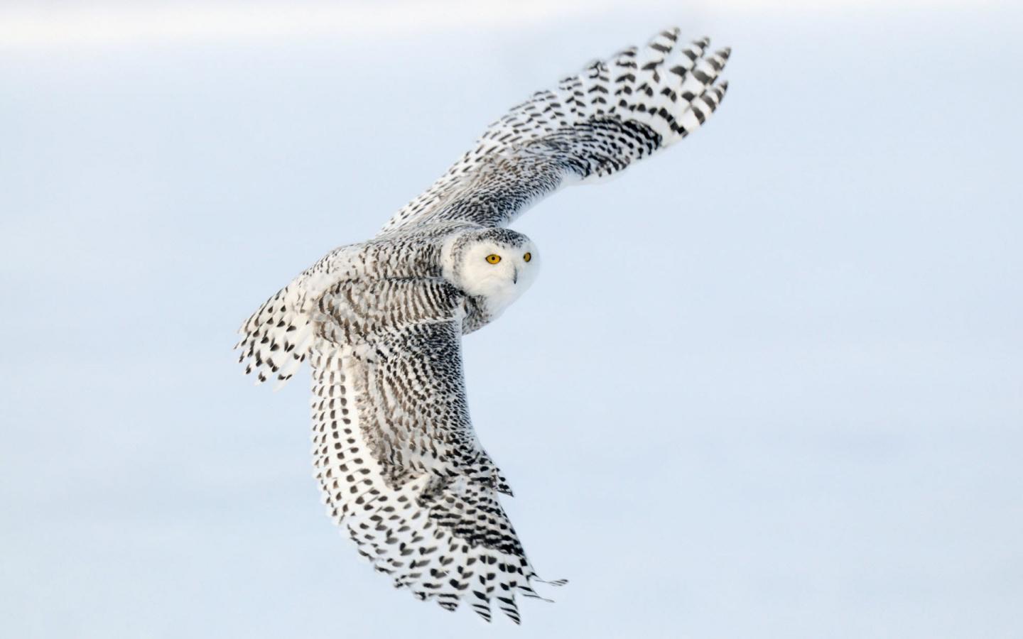 Снежная сова, крылья, полет 1440x900
