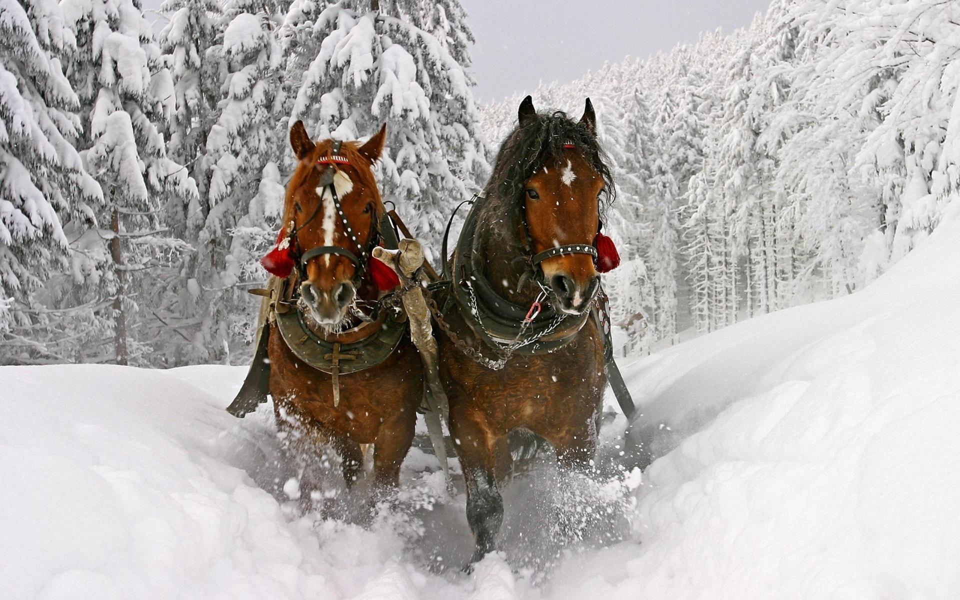 Упряжка, коней, в зимнем лесу 1920x1200