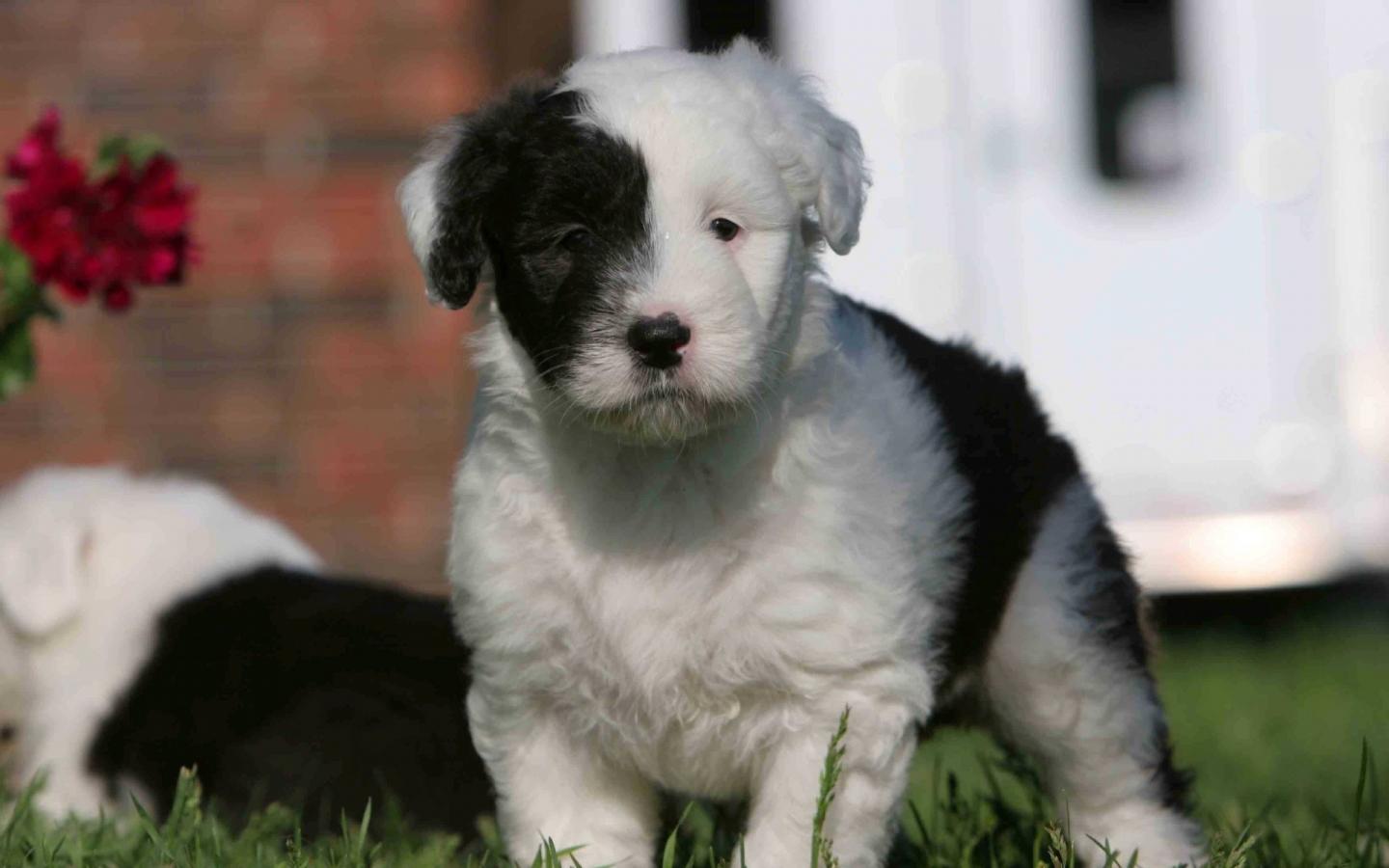 Черно-белый щенок 1440x900