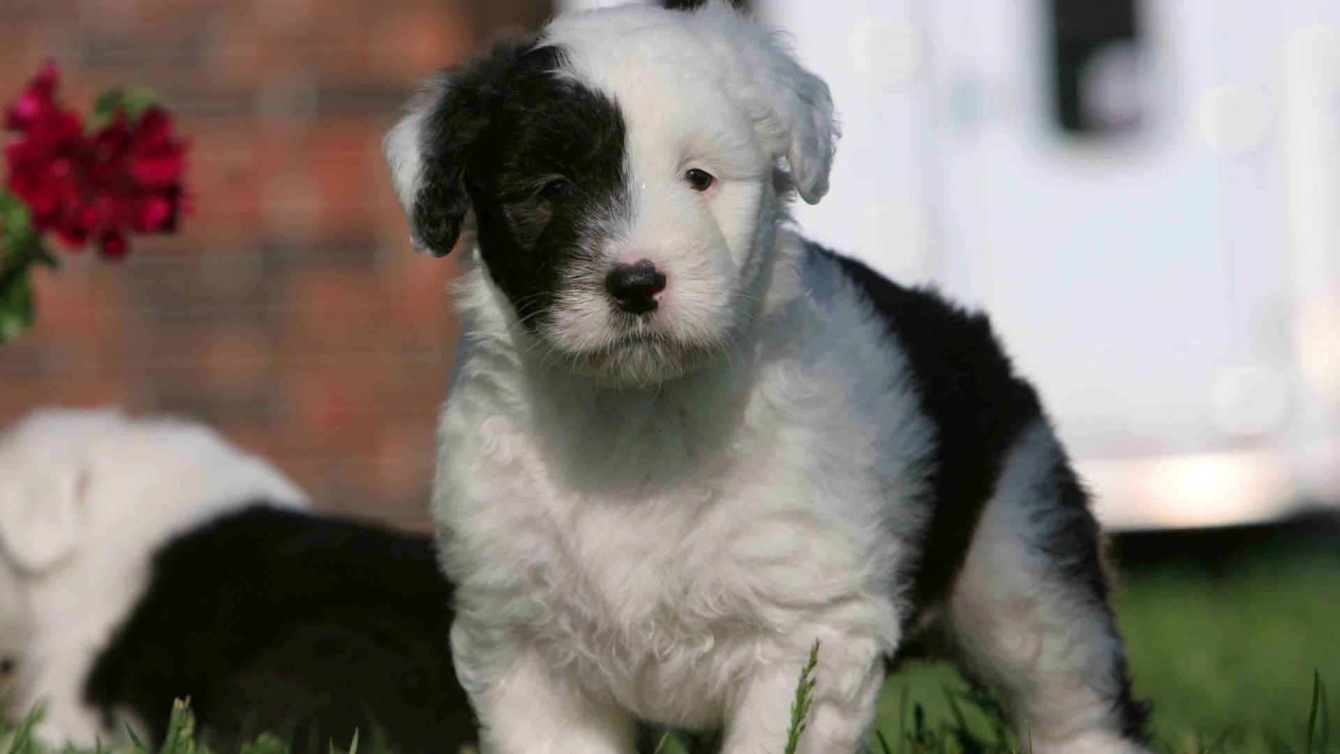 Черно-белый щенок 1920x1080