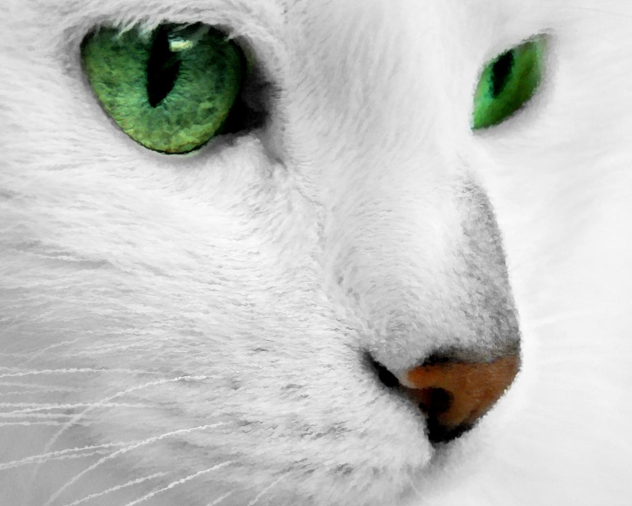 Белый с зелеными глазами 1280x1024