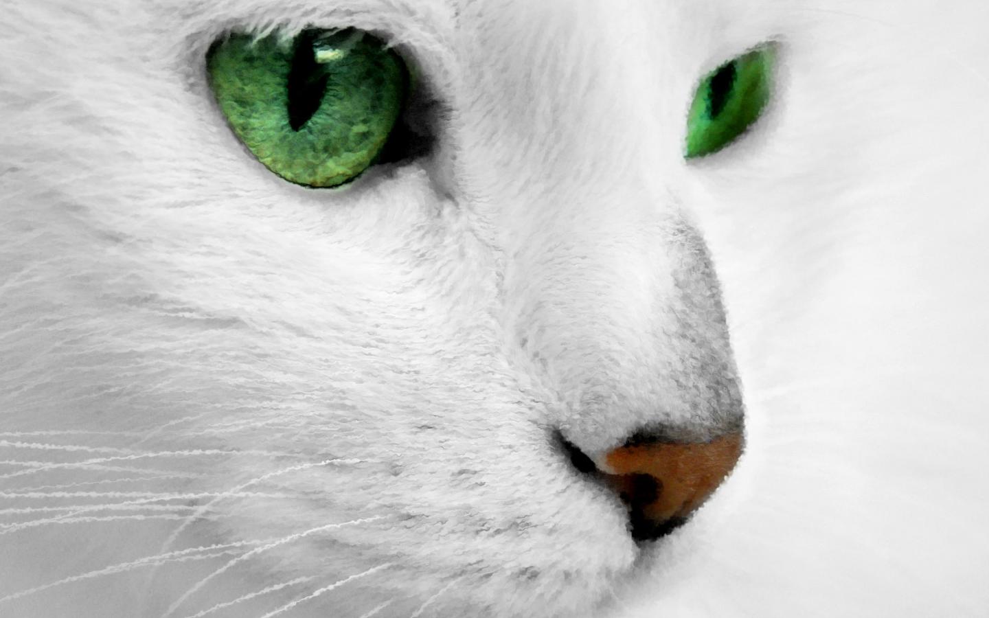 Белый с зелеными глазами 1440x900