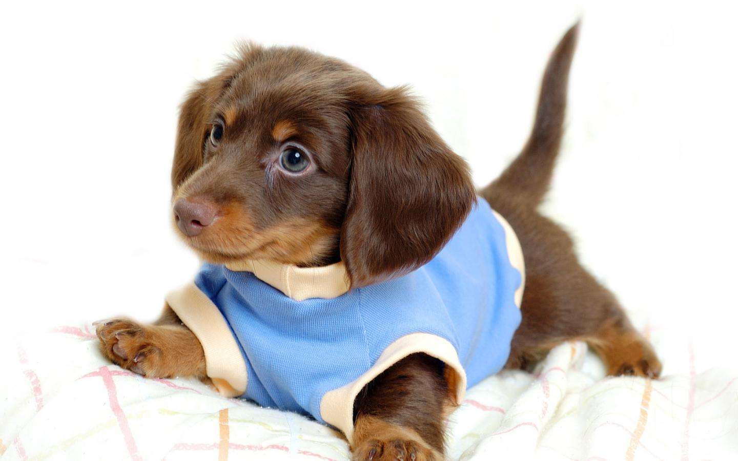 Славный щенок в одежде - с животными для рабочего стола 1440x900