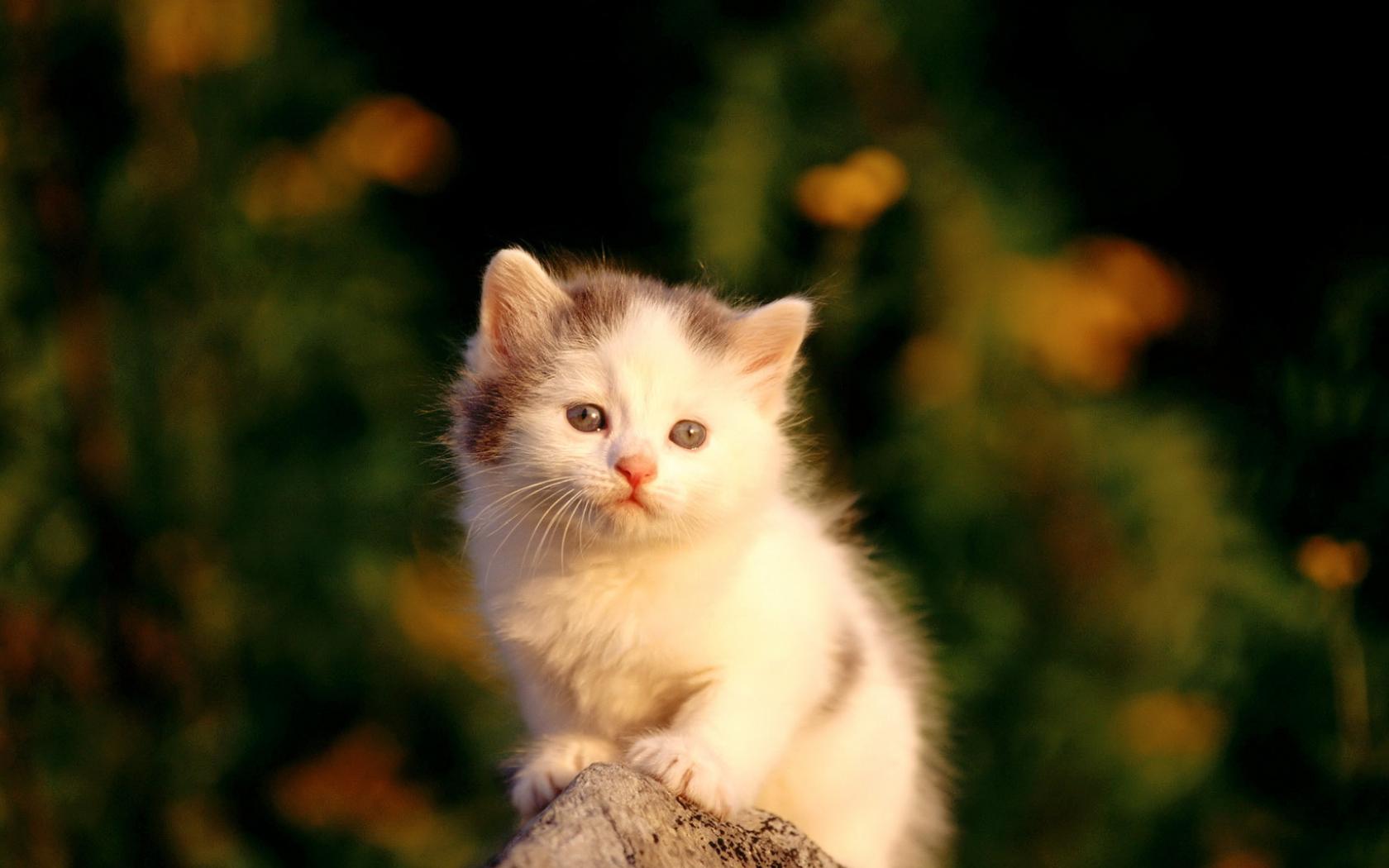 Маленький милый котенок на камне - скачать 1680x1050