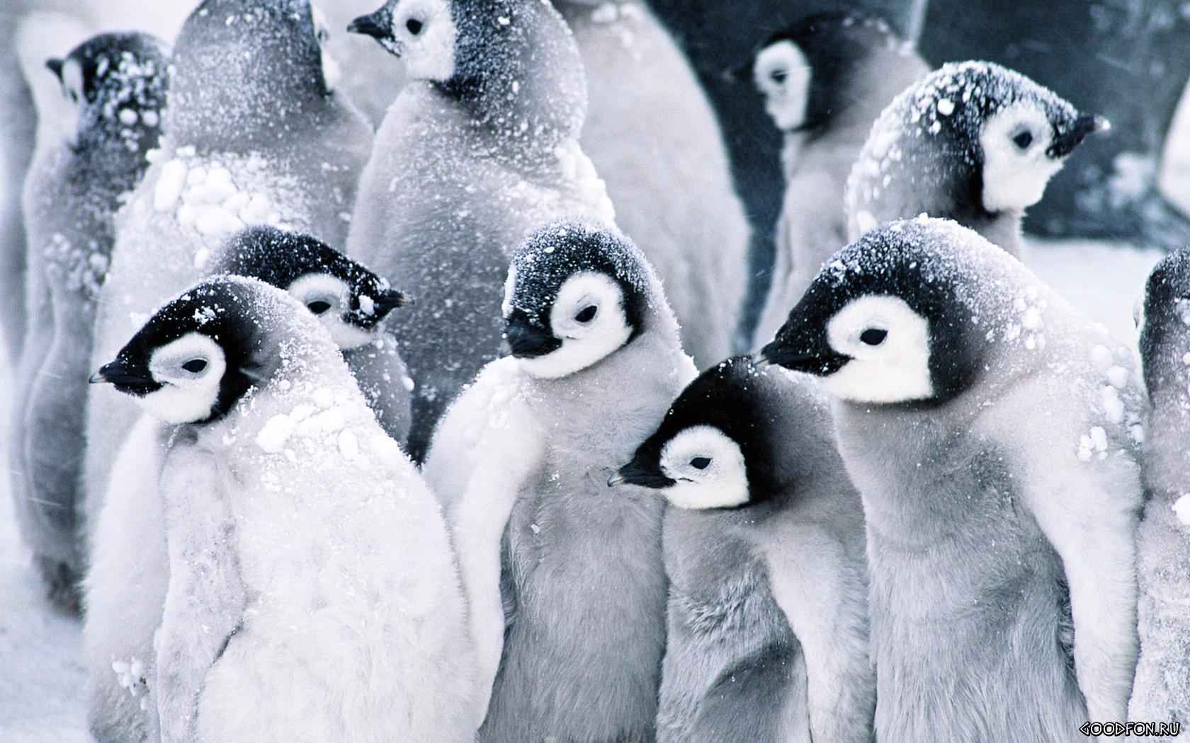 Замерзжие пингвины 1680x1050