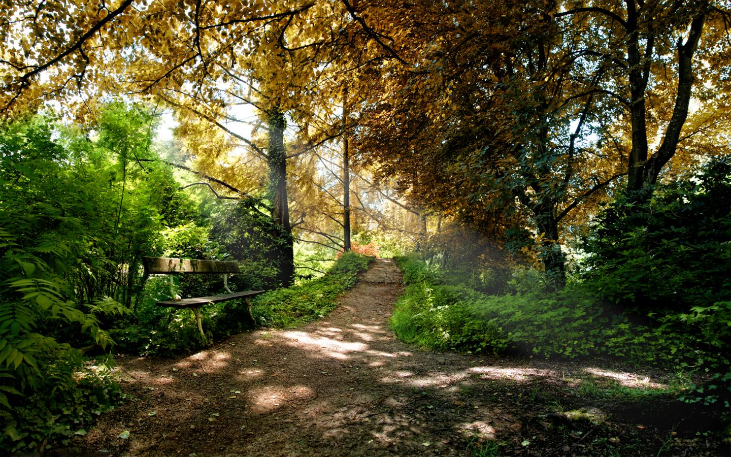 Природа, парк, лес, деревья, скамейка, скамейки, лавочки, сидения, красивые, листья 1440x900