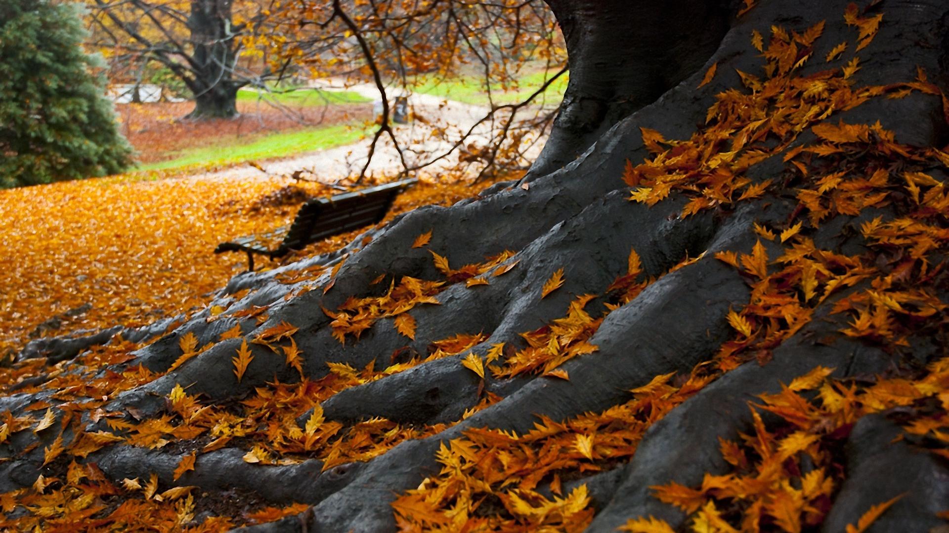 Парк, листья, корни старого дерева 1920x1080