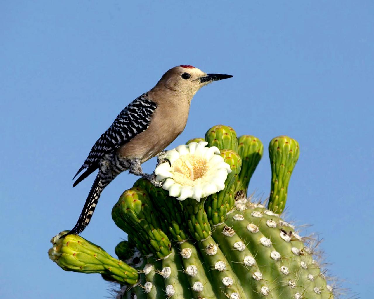Маленькая певчая птичка на кактусе, красивые с птицами 1280x1024
