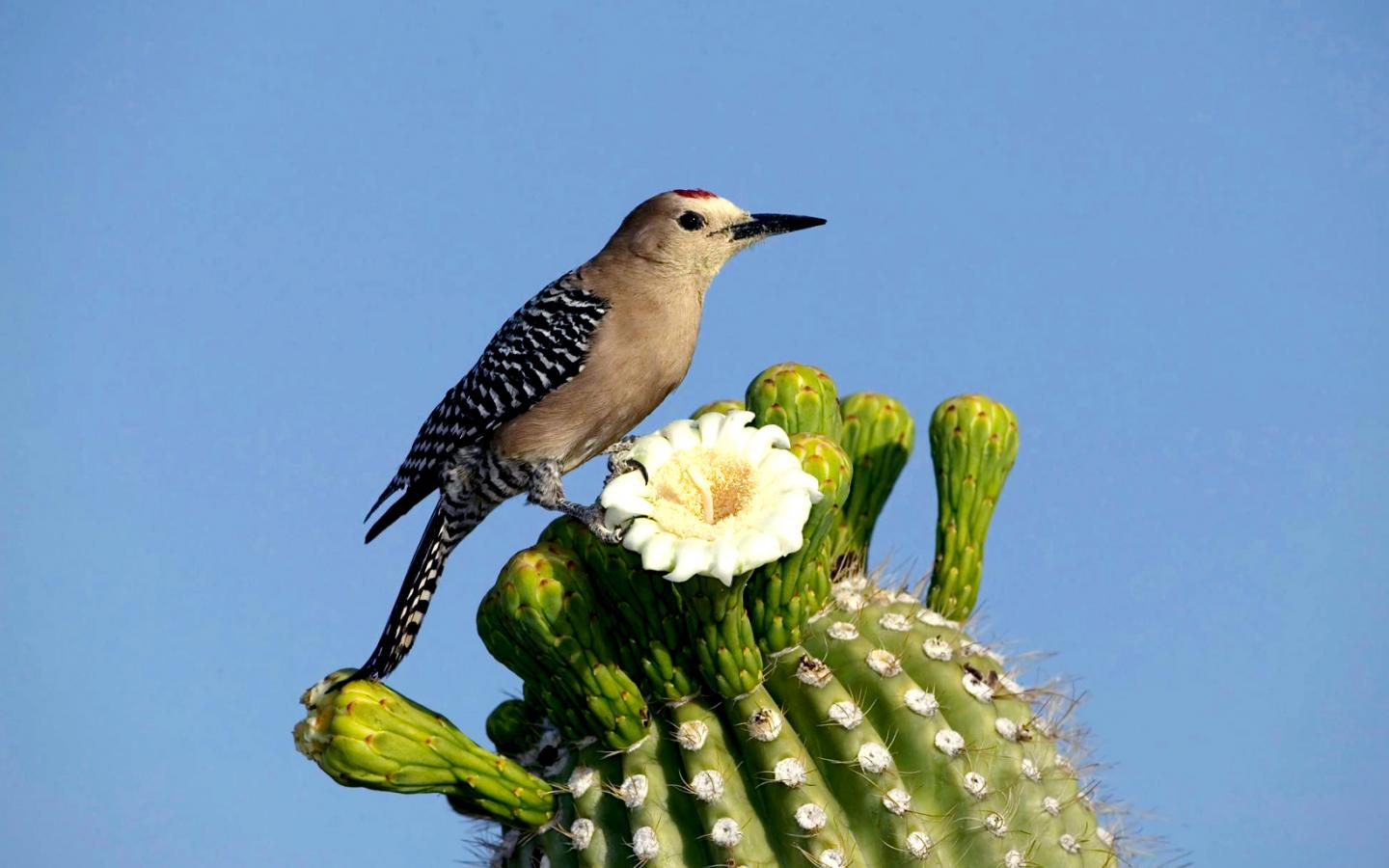 Маленькая певчая птичка на кактусе, красивые с птицами 1440x900