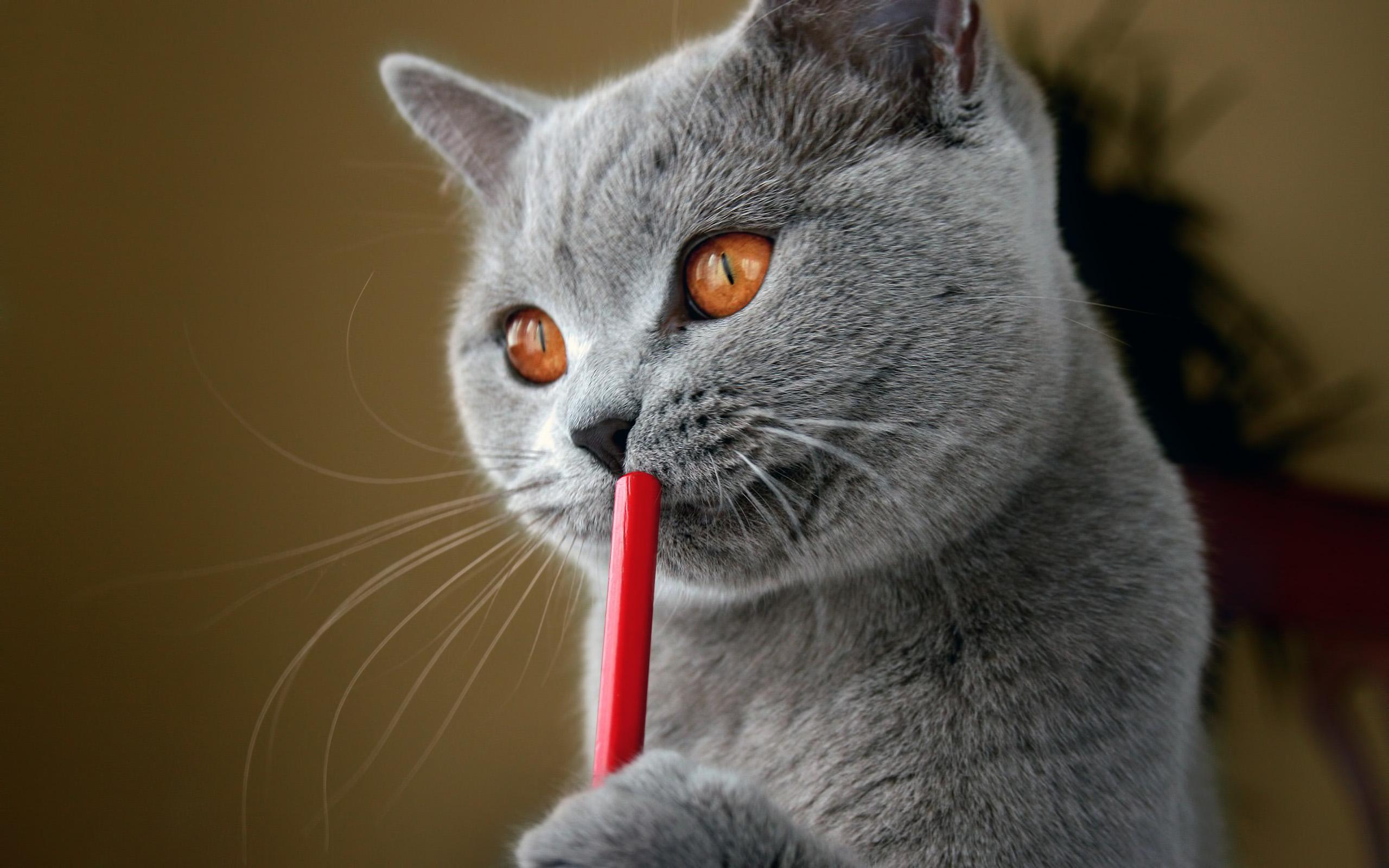 Серый кот держит карандашь в лапах 2560x1600