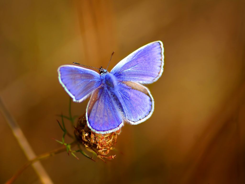 Бабочка с фиолетовыми крыльями 1024x768