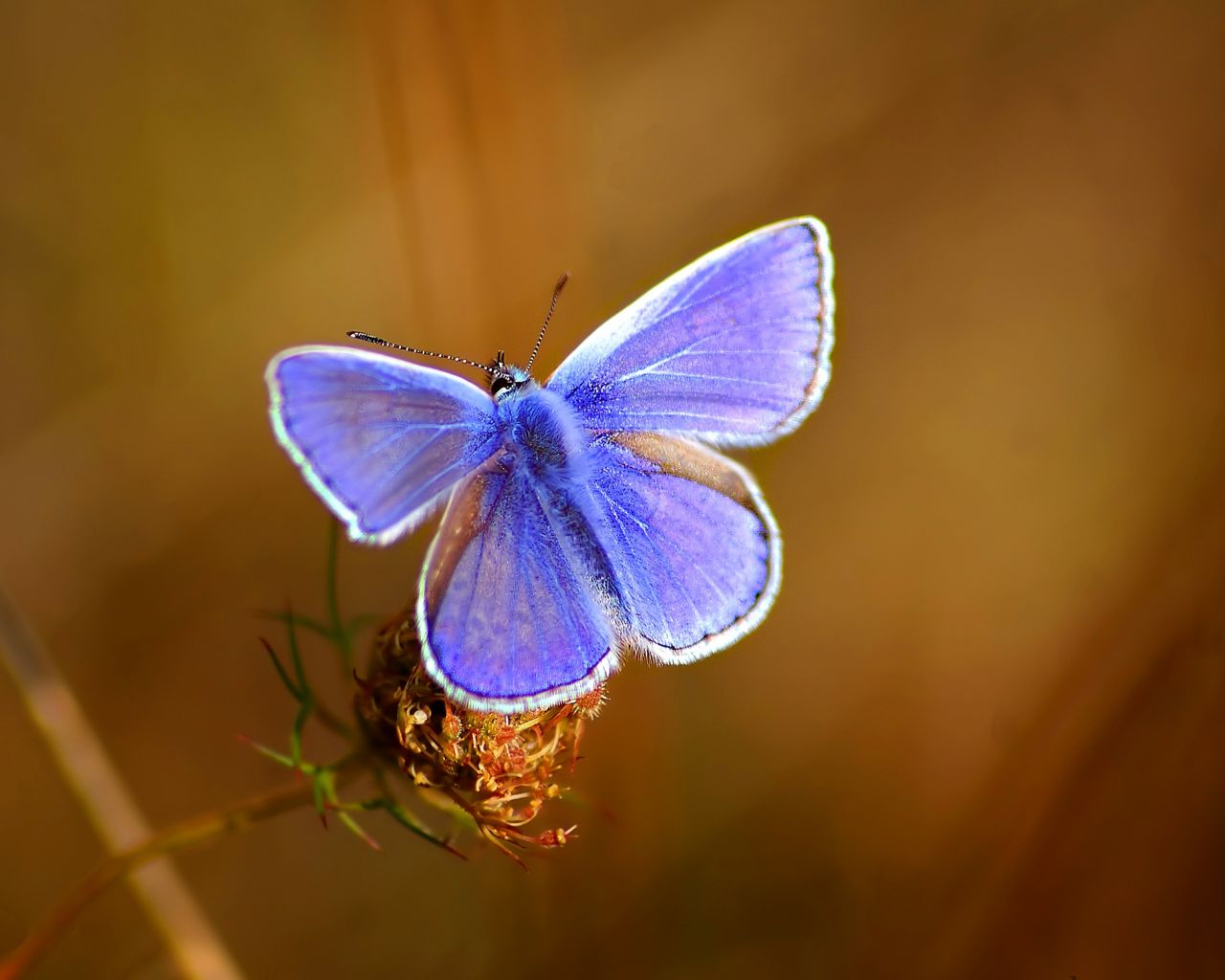 Бабочка с фиолетовыми крыльями 1280x1024