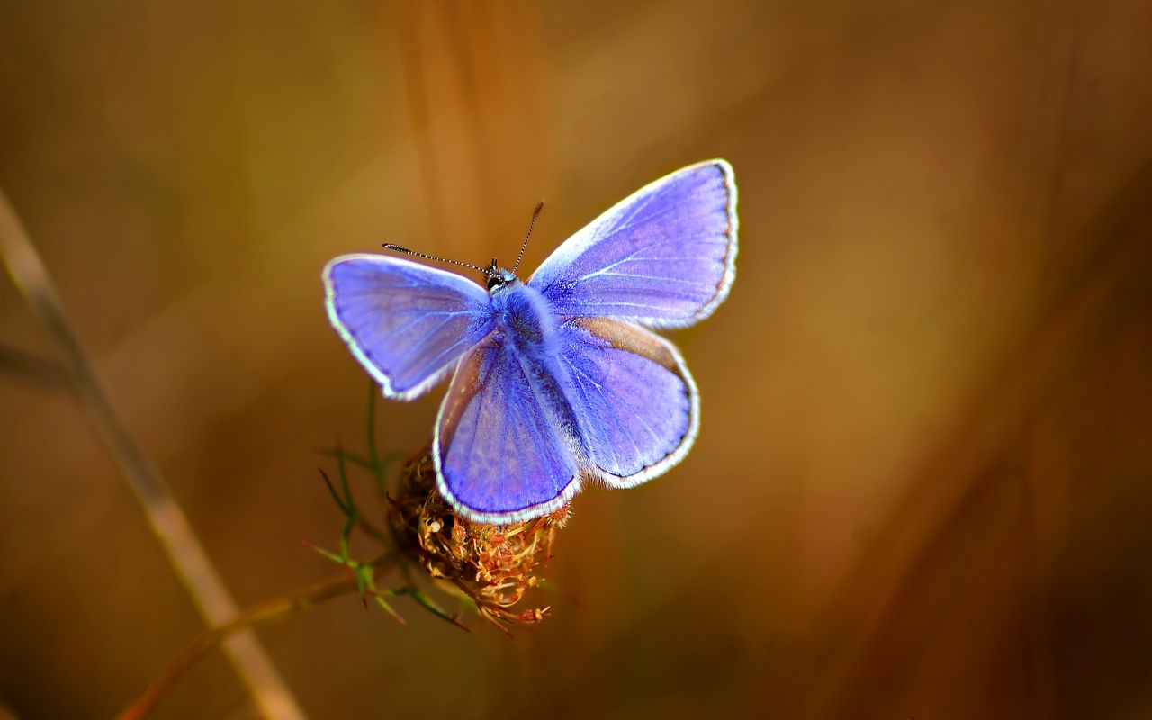 Бабочка с фиолетовыми крыльями 1280x800