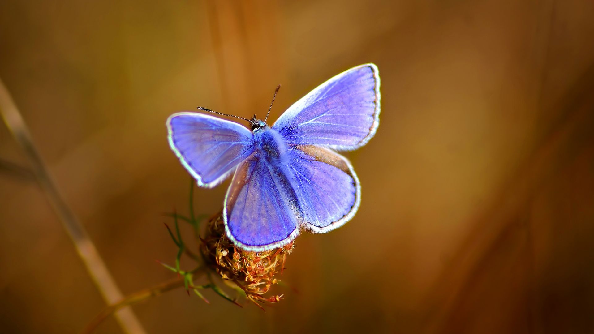 Бабочка с фиолетовыми крыльями 1920x1080