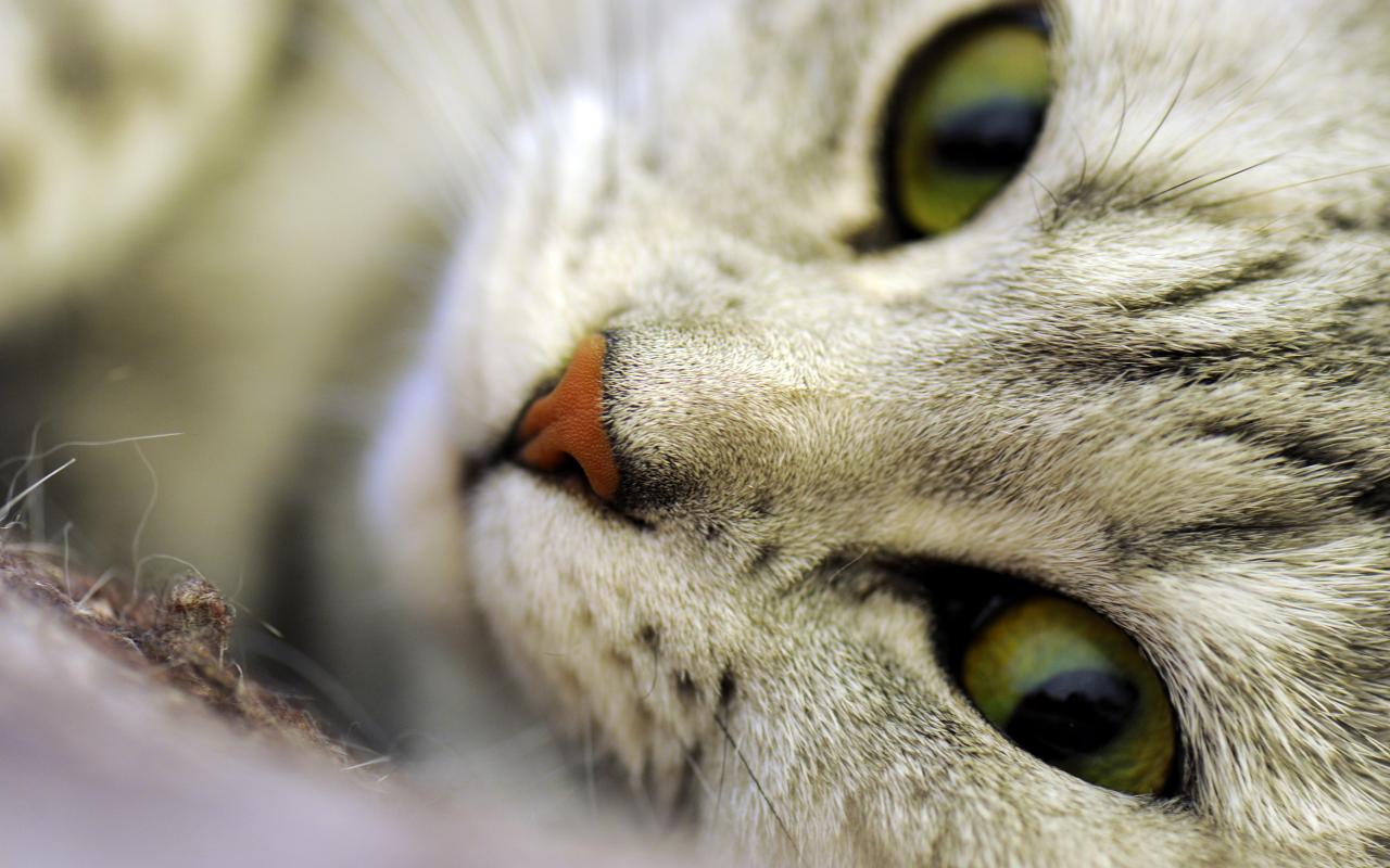 Кот или кошка, макро, морда, глаза, нос, усы 1280x800