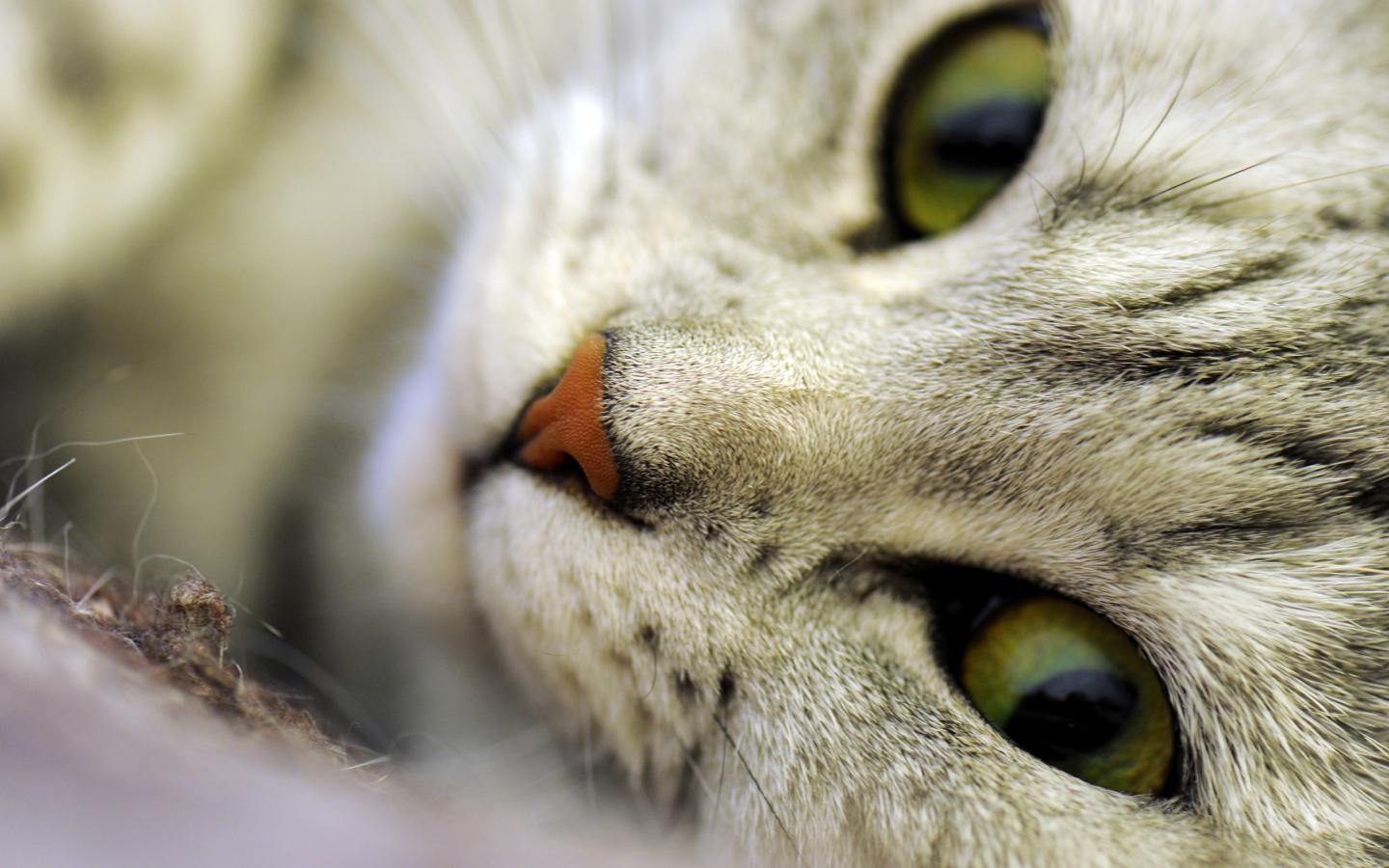 Кот или кошка, макро, морда, глаза, нос, усы 1440x900