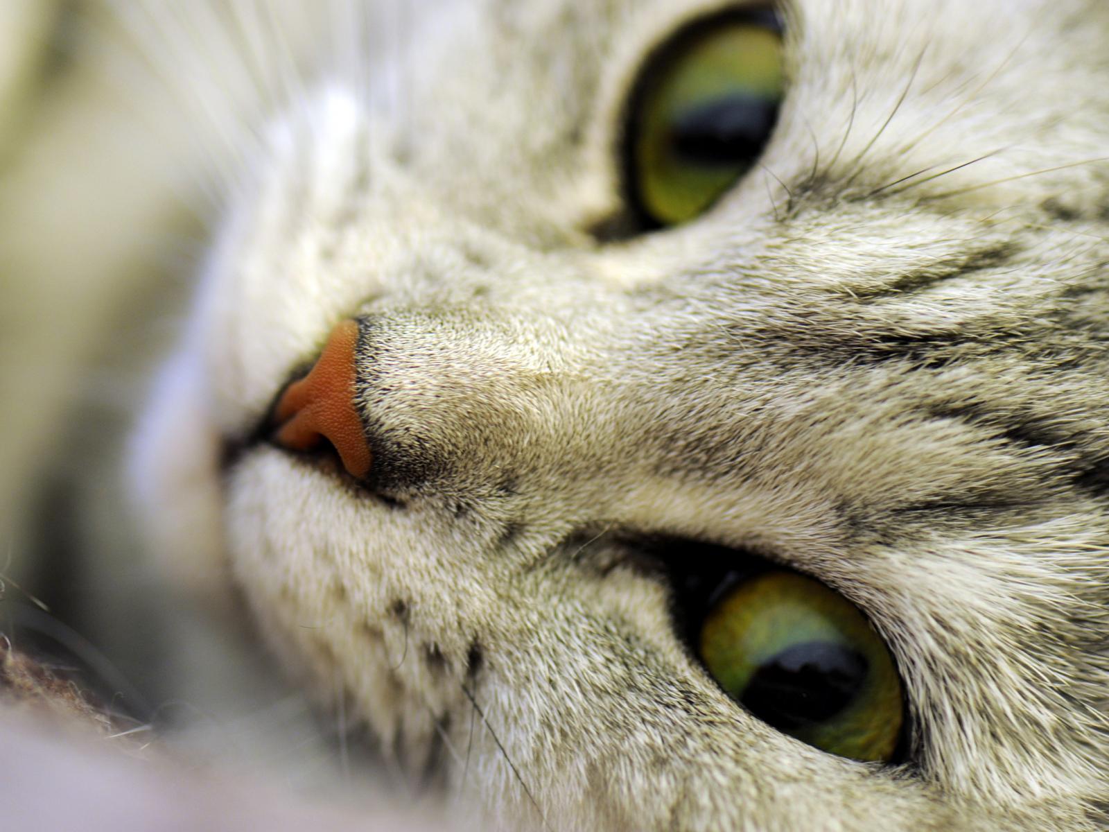 Кот или кошка, макро, морда, глаза, нос, усы 1600x1200
