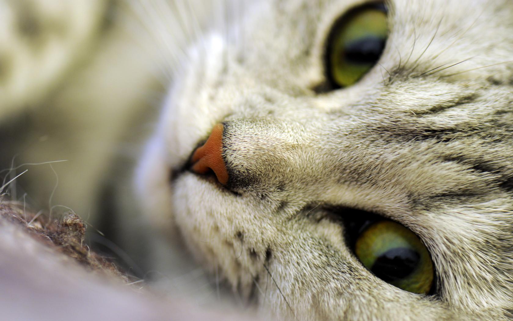 Кот или кошка, макро, морда, глаза, нос, усы 1680x1050