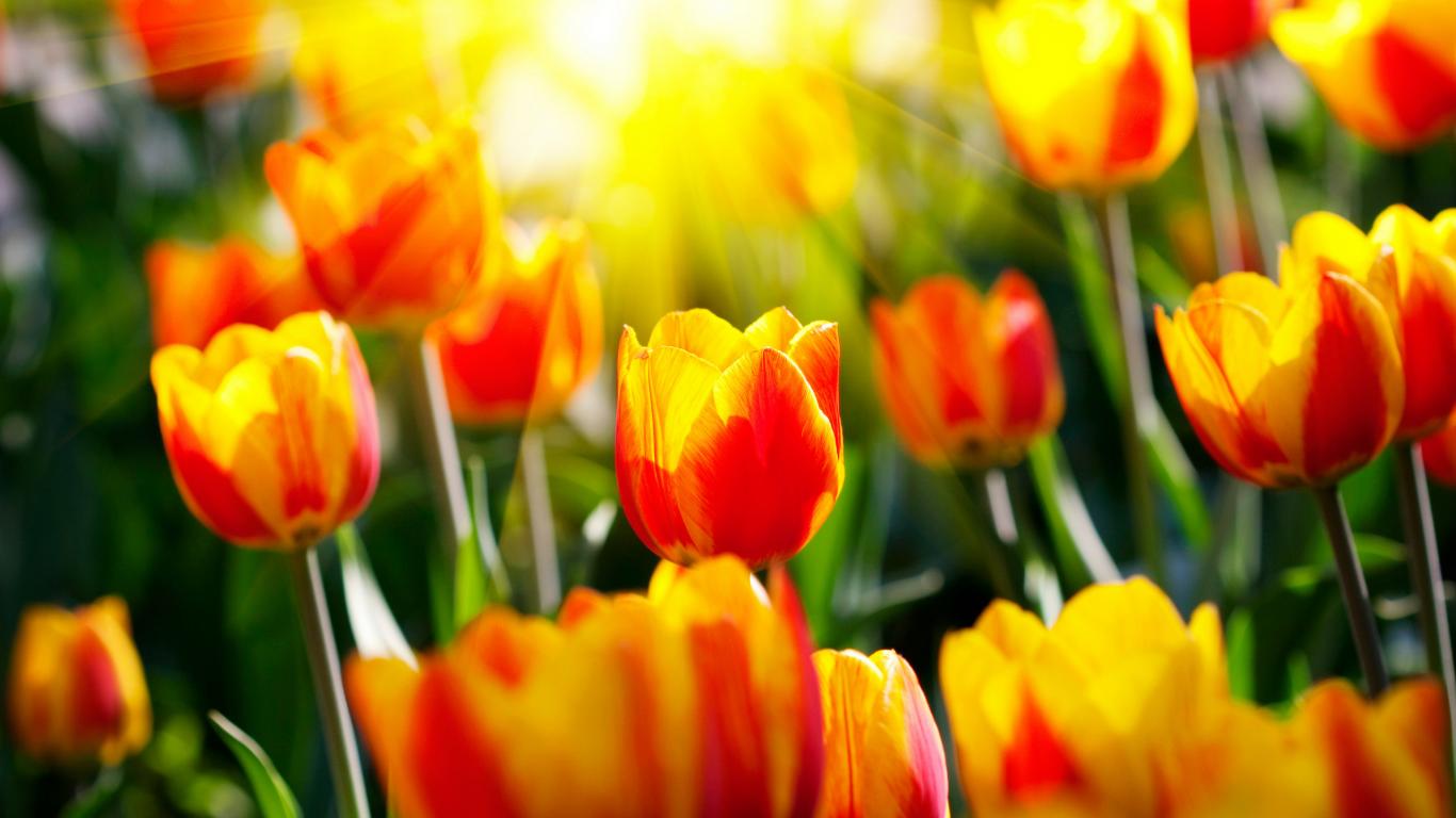 Солнечные тюльпаны и неописуемые лучи солнца 1366x768