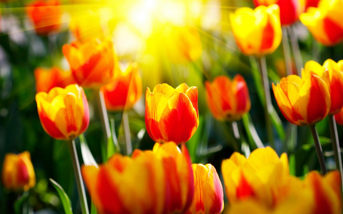 Солнечные тюльпаны и неописуемые лучи солнца 1440x900