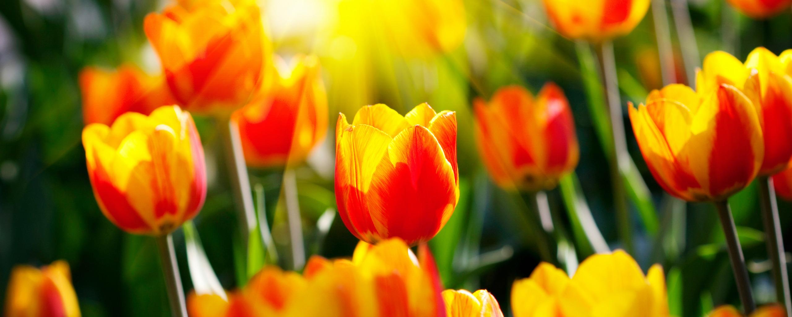 Солнечные тюльпаны и неописуемые лучи солнца 2560x1024
