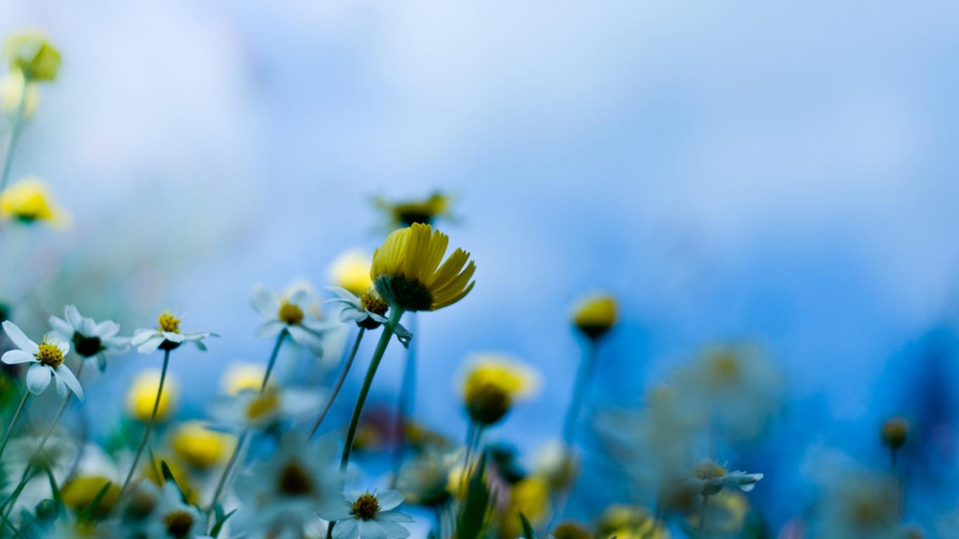 Луговые цветы, красивый голубой оттенок 1366x768