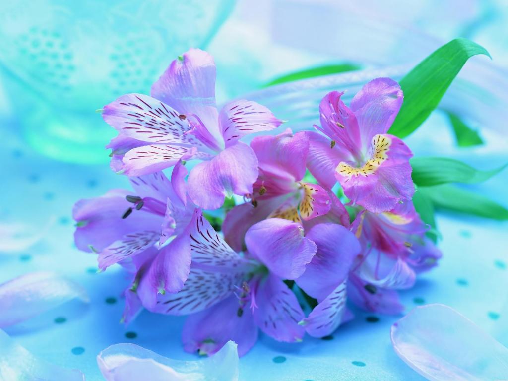Букет Ирисов, яркие нежные цветы 1024x768