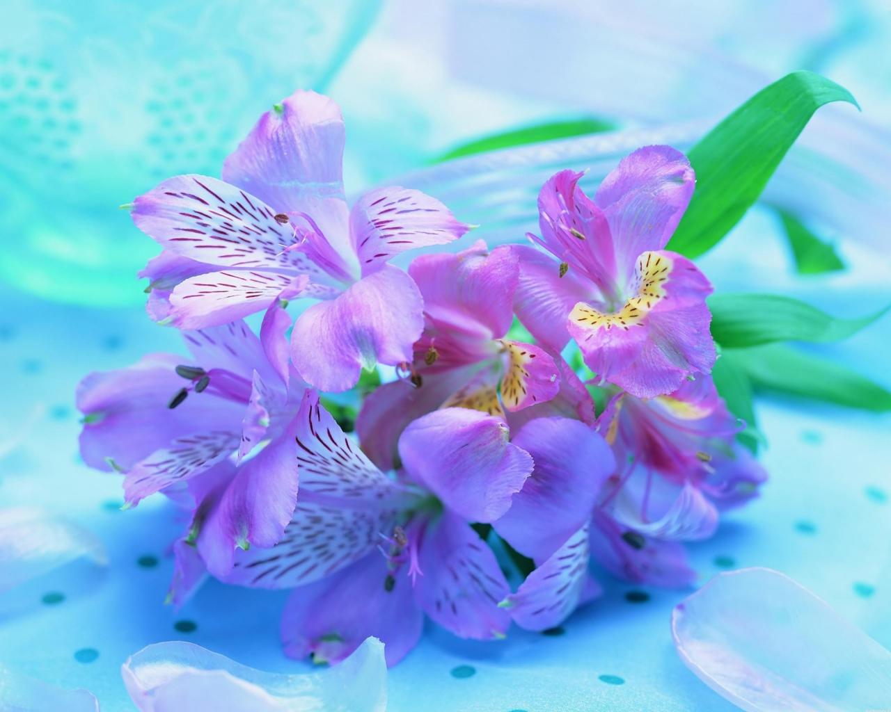 Букет Ирисов, яркие нежные цветы 1280x1024