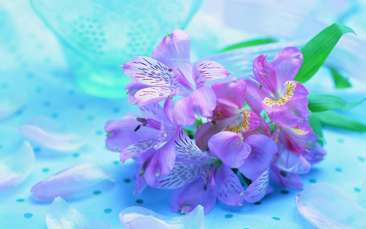 Букет Ирисов, яркие нежные цветы 1280x800