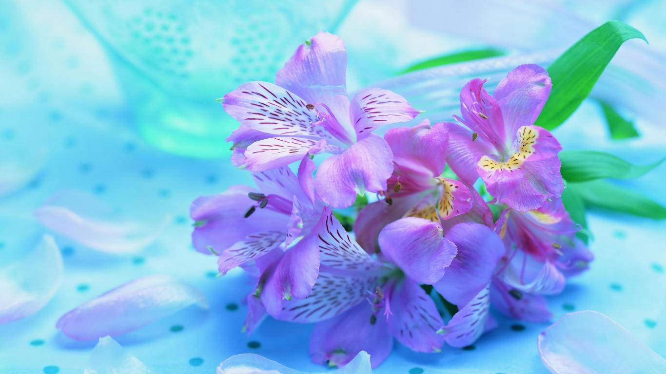 Букет Ирисов, яркие нежные цветы 1366x768