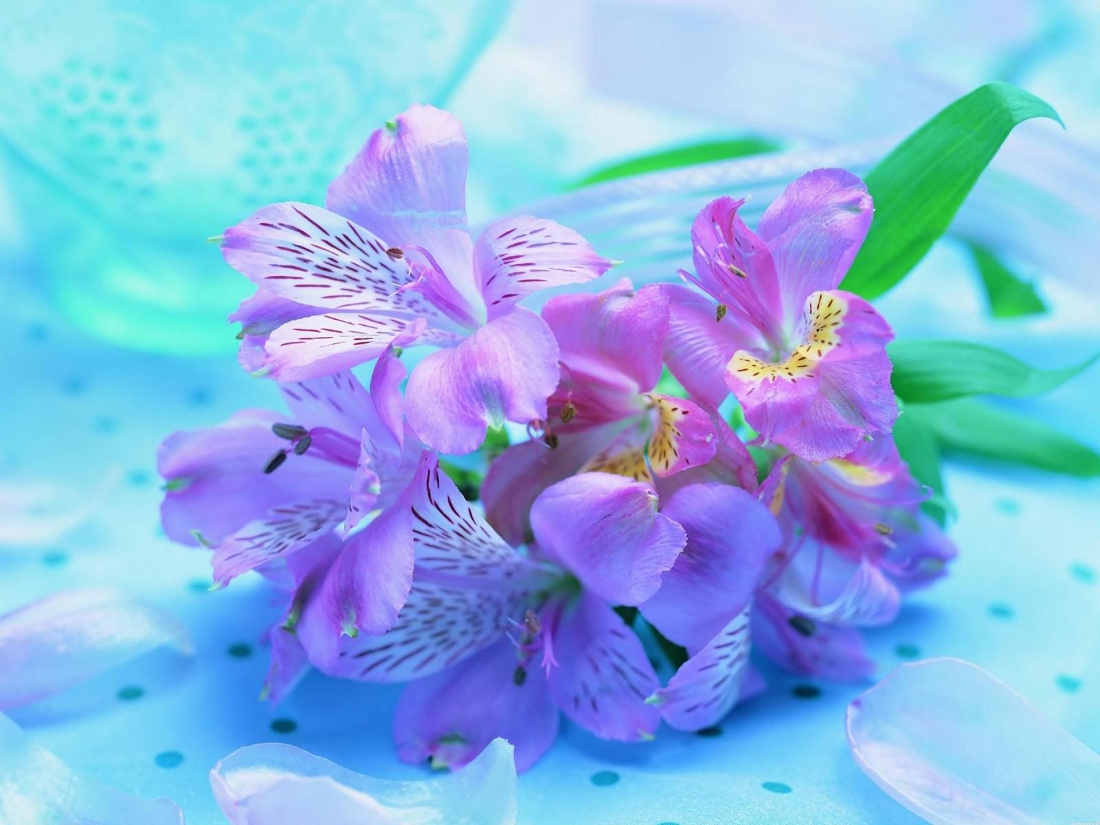 Букет Ирисов, яркие нежные цветы 1600x1200