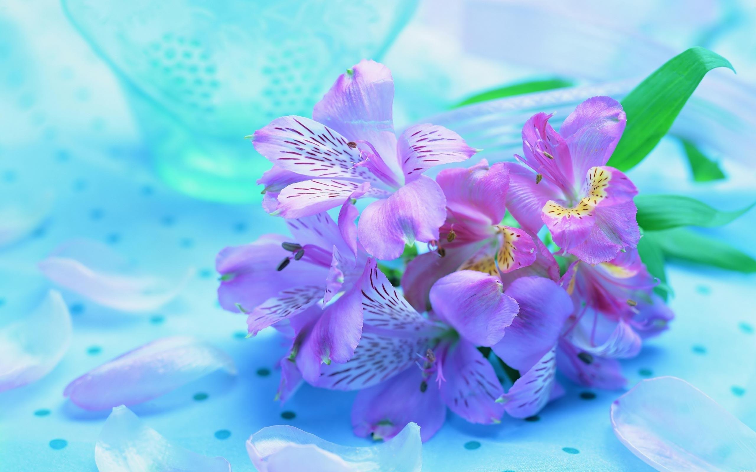 Букет Ирисов, яркие нежные цветы 2560x1600