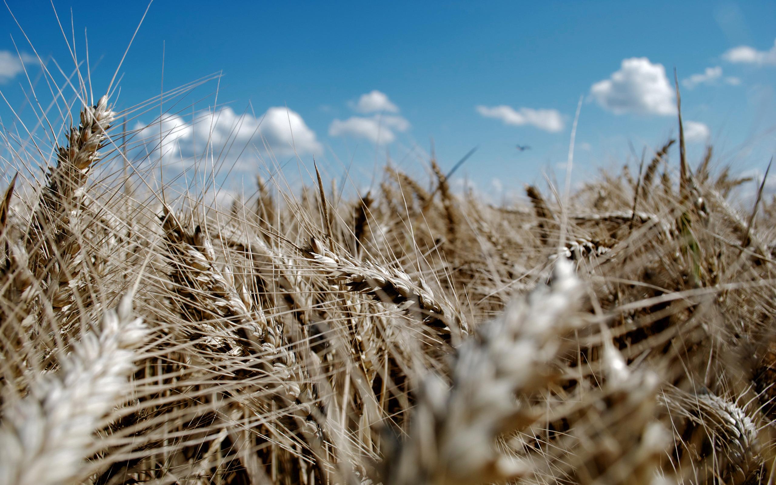 Макро фото колосьев пшеницы и голубое небо 2560x1600