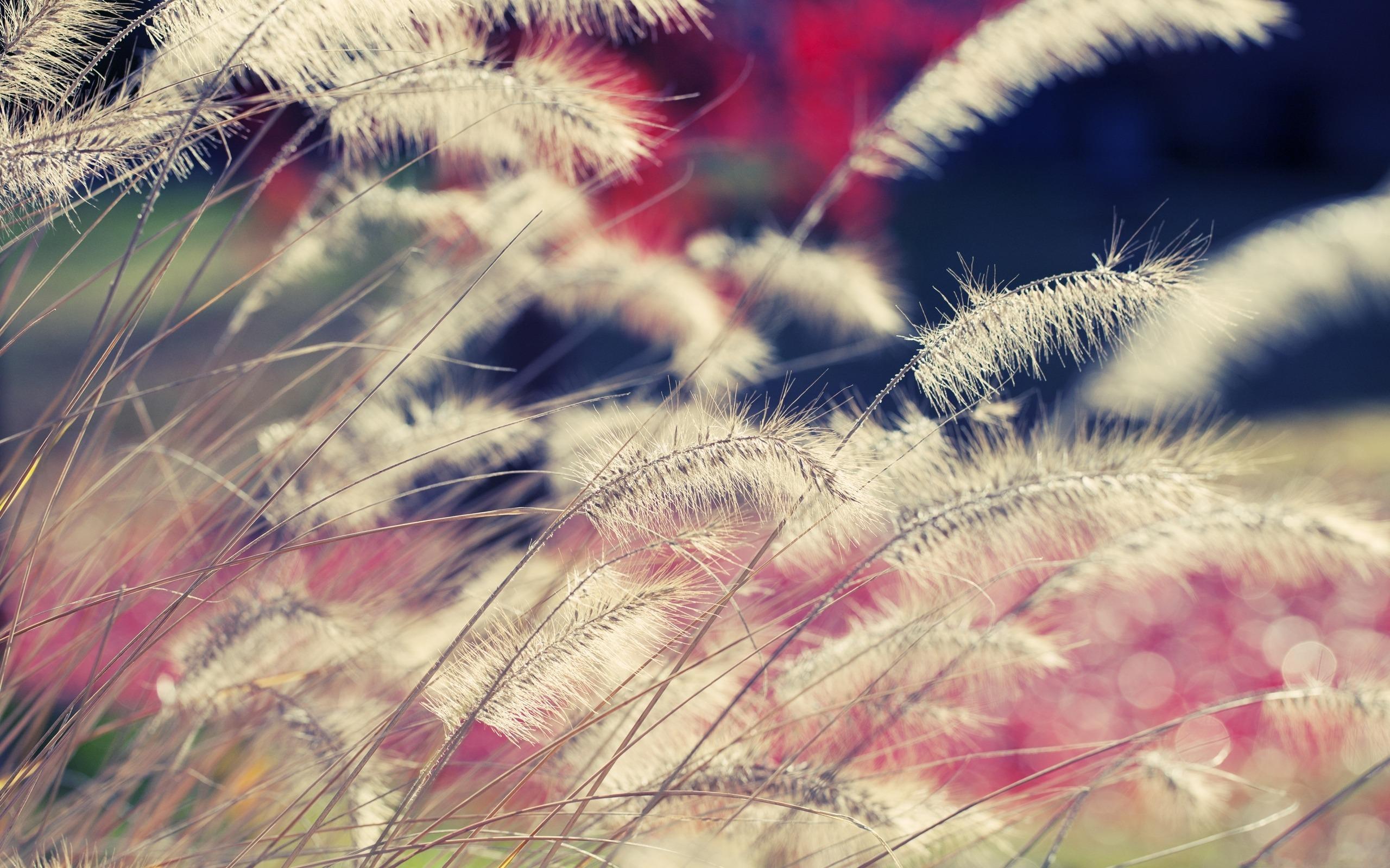 Макро, фото высохших колосьев травы 2560x1600