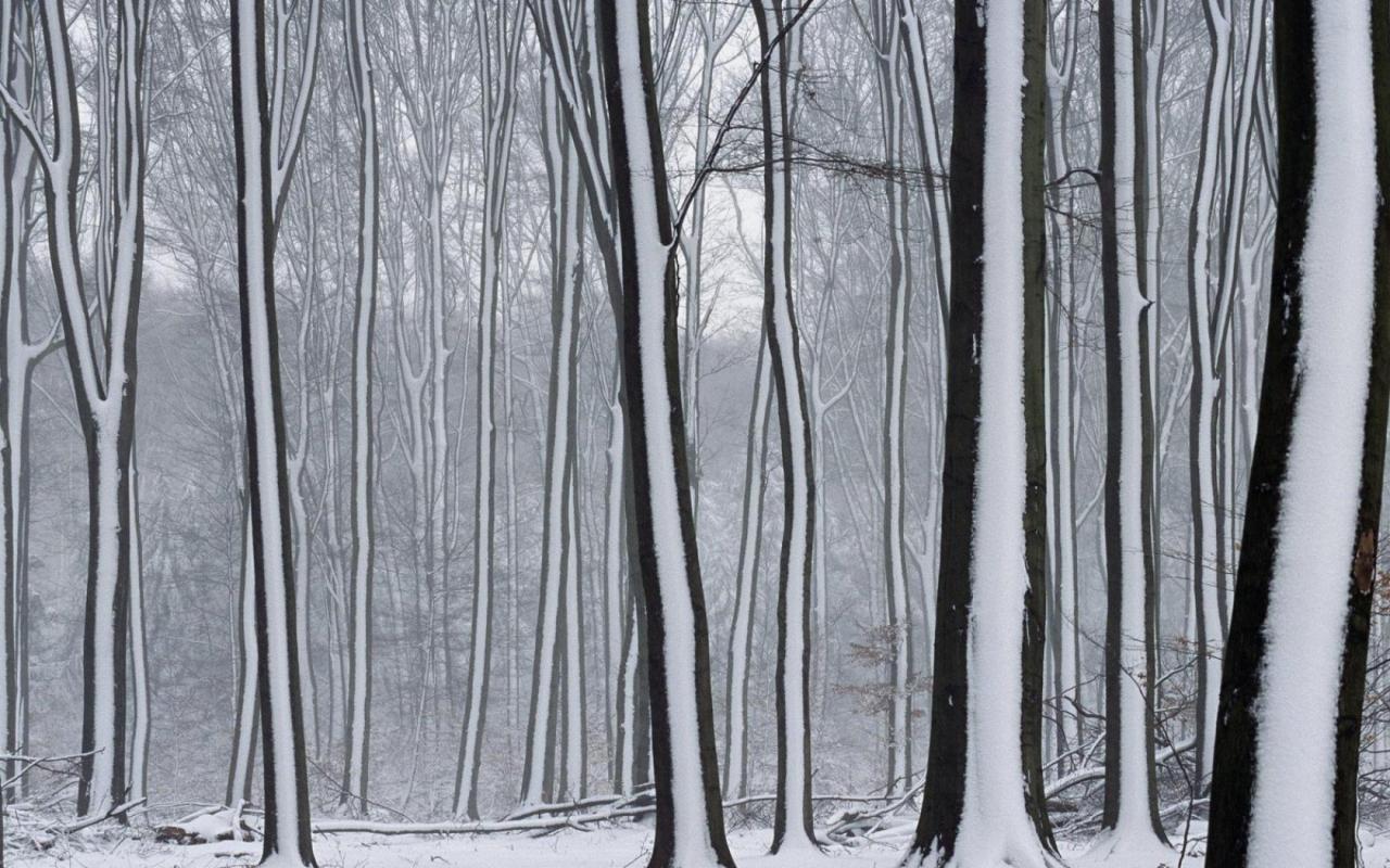 Snow covered forest 1280x800