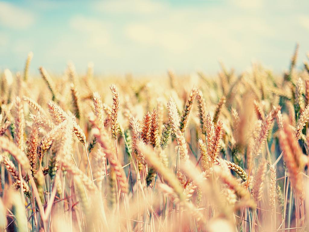Поле, пшеница, злаки, gaia, лето, небо, ясно 1024x768