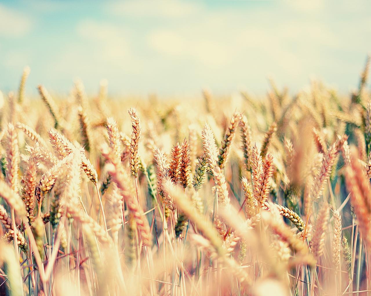 Поле, пшеница, злаки, gaia, лето, небо, ясно 1280x1024