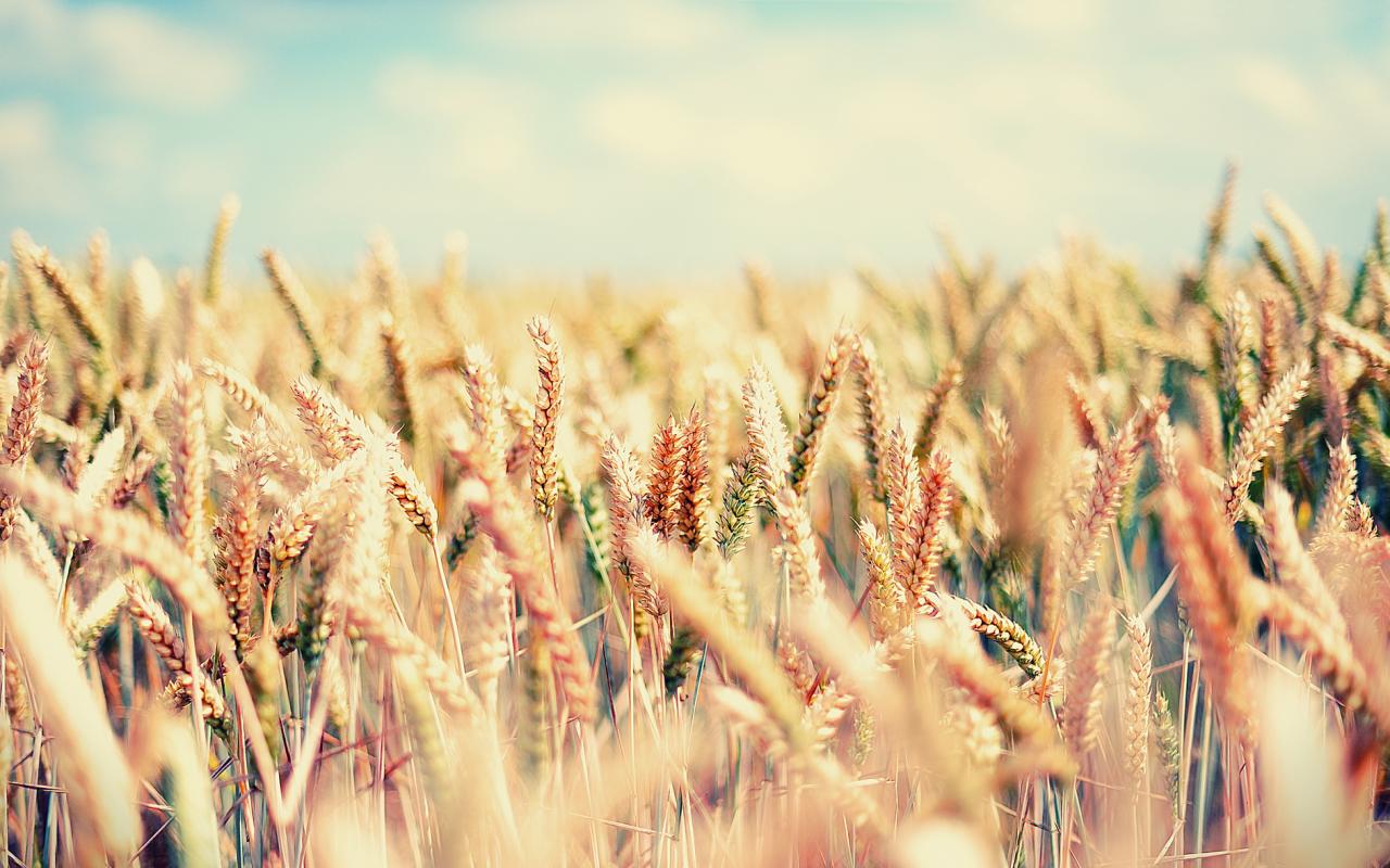 Поле, пшеница, злаки, gaia, лето, небо, ясно 1280x800