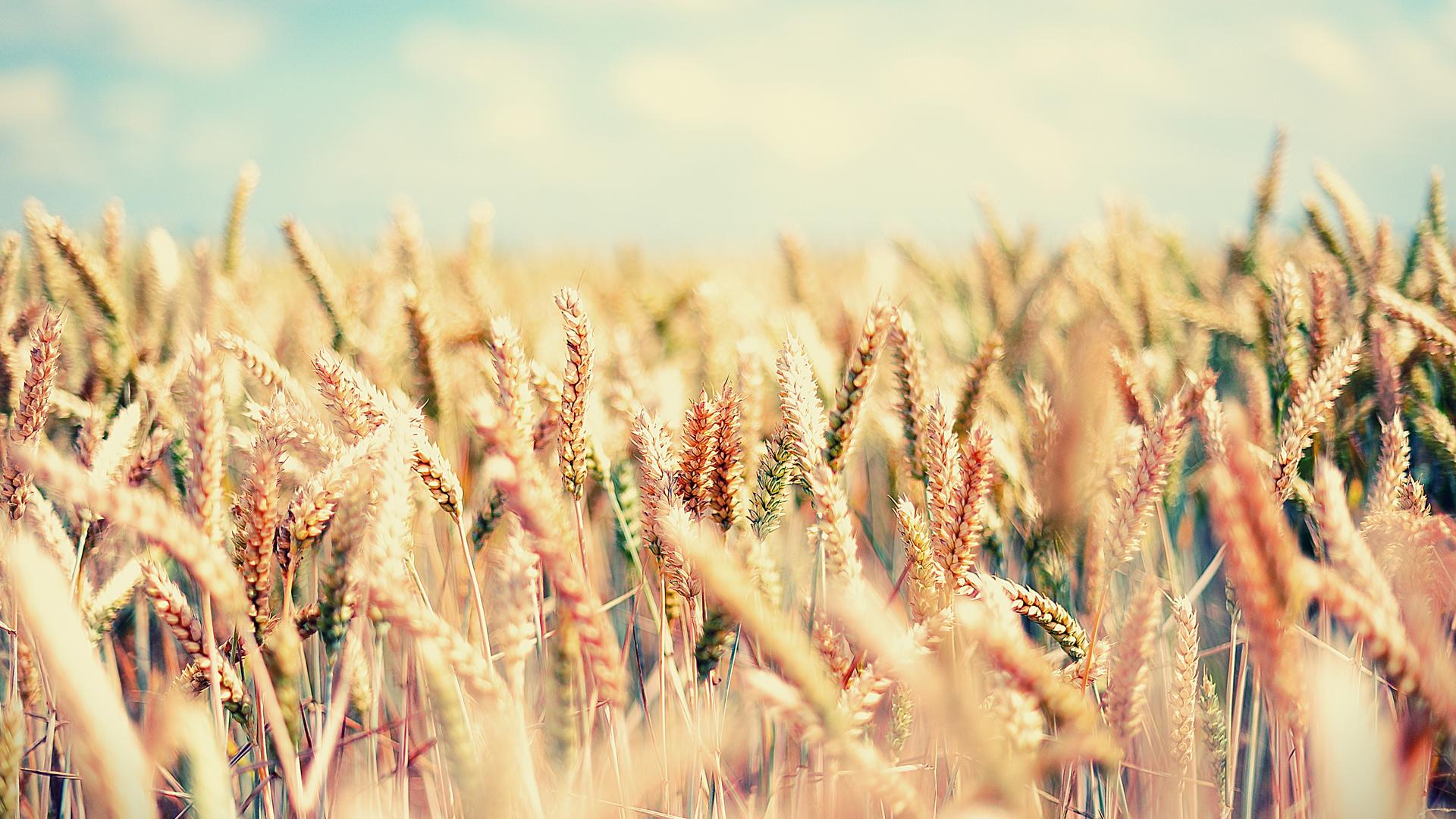 Поле, пшеница, злаки, gaia, лето, небо, ясно 1920x1080