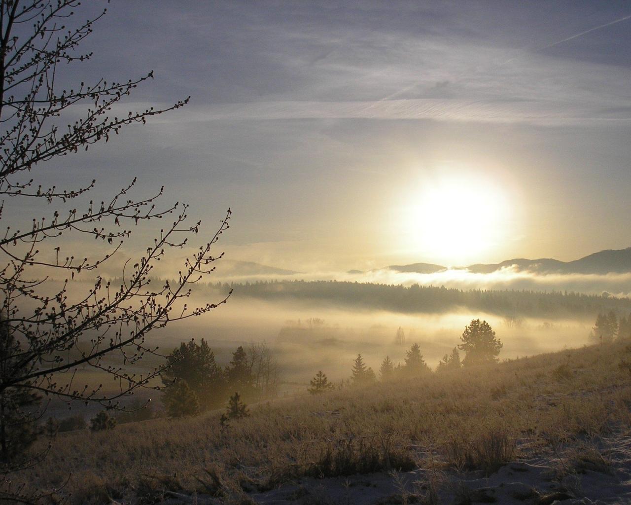 Пейзаж, зима, снег, дерево, ветки, солнце, туман 1280x1024