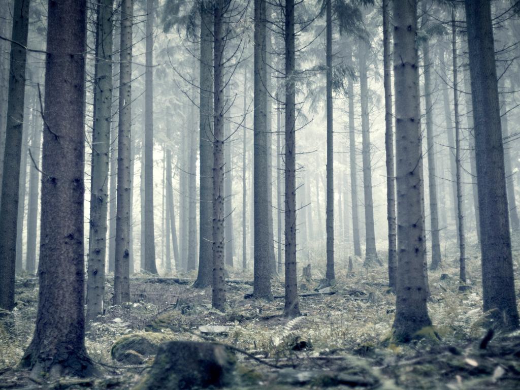 Лес, туман, стволы 1024x768